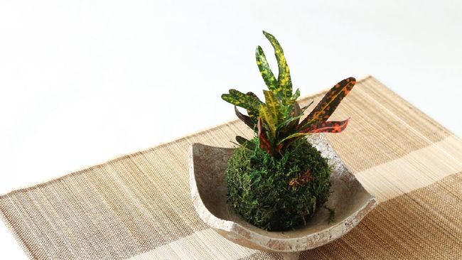 Salah satu jenis tren tanaman hias adalah kokedama yang merupakan gumpalan lumut berbentuk bola. Simak cara-cara membuat kokedama dan tips merawatnya.