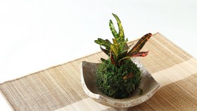 Cara Membuat Kokedama, Tren Tanaman Hias dari Jepang