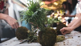 Asal-usul Kokedama, Filosofi Kesederhanaan Tanaman Hias