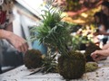 Asal-usul Kokedama, Filosofi Kesederhanaan Tanaman Hias