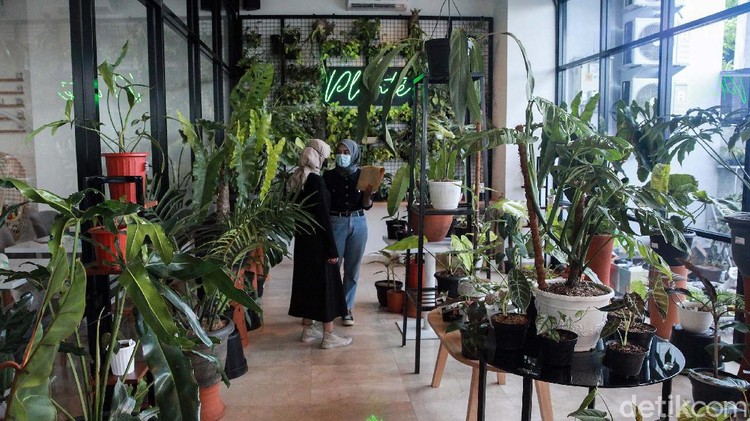 Pameran tanaman hias digelar di Plantee Coffee, Jl Ciputat Raya, Jakarta Selatan, Sabtu (31/10). Tanaman yang dipamerkan berharga ratusan ribu hingga puluhan juta rupiah.