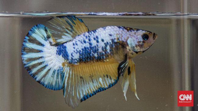 Ciri-ciri ikan cupang betina dapat dilihat dari bentuk tubuh, panjang sirip, hingga keberadaan titik putih atau egg spot di bagian bawah tubuh.