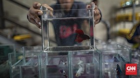 FOTO: Terpincut Warna-warni Pameran Ikan Cupang