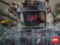 FOTO: Terpincut Warna-warni Pameran Ikan Cupang