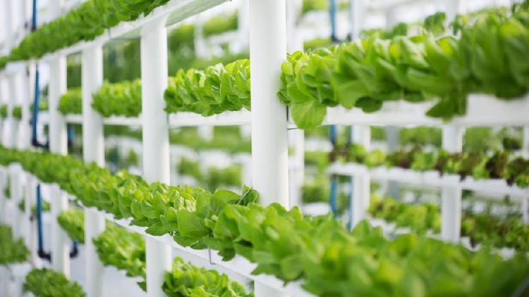 An indoors vertical hydroponic lettuce farm, producing water-wise crops in a modern way. These are butter lettuce, also known as Bibb- or Boston lettuce.