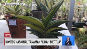 VIDEO: Kontes Tanaman 