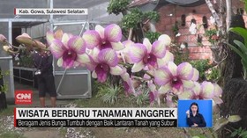 VIDEO: Wisata Berburu Tanaman Anggrek