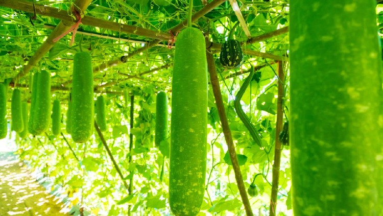 Bottle gourd (Lagenaria siceraria Standl.) Hanging on a wooden structure in farm