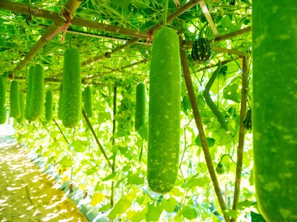 Cara Mengolah Buah Kundur untuk Program Hamil, Manfaat & Efek Sampingnya