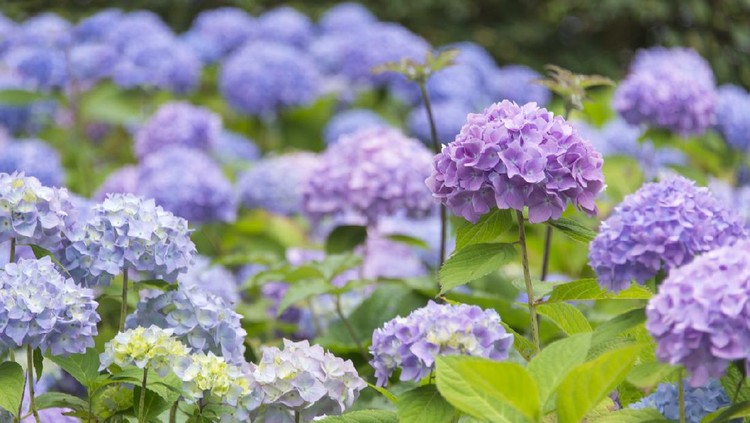Flower bed full of blossoming blue and purple Hydrangea.