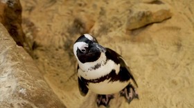 VIDEO: Penguin Akuarium Stres Akibat Lockdown