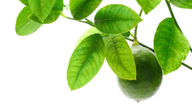 Harga daun jeruk di pasar di Jakarta melonjak. Demi irit tak ada salahnya untuk simpan daun jeruk dengan benar agar tetap bisa dipakai untuk memasak.