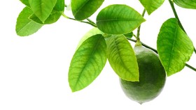 Tips Simpan Daun Jeruk yang Lagi Mahal Agar Tetap Aromatik