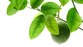 5 Manfaat Daun Jeruk Purut: Merawat Rambut hingga Usir Nyamuk