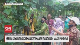 VIDEO: Kebun Sayur Tingkatkan Ketahanan Pangan Saat Pandemi