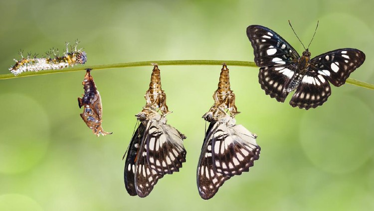 metamorfosis Transformation from chrysalis of Black-veined sergeant butterfly ( Athyma ranga ) hanging on twig