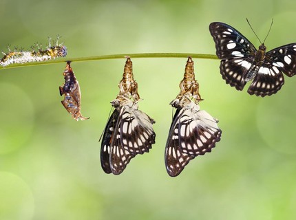 Cara Mudah Menjelaskan Anak Metamorfosis Sempurna, Kupu-Kupu hingga Katak
