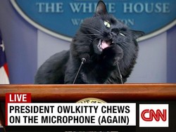 Kucing Hitam Ini Saingi Trump dan Biden di Pemilu AS