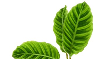 Jenis Tanaman Hias Calathea