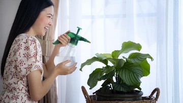 7 JENIS TANAMAN CALATHEA YANG BISA MEMPERCANTIK RUMAH BUNDA, SUDAH PUNYA BUN?