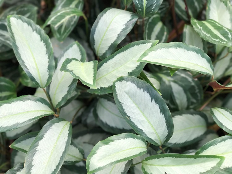 Asian girl Water the plants in house, this image can use for Calathea orbifolia, Water the plants, fertilizer and house plants concept.