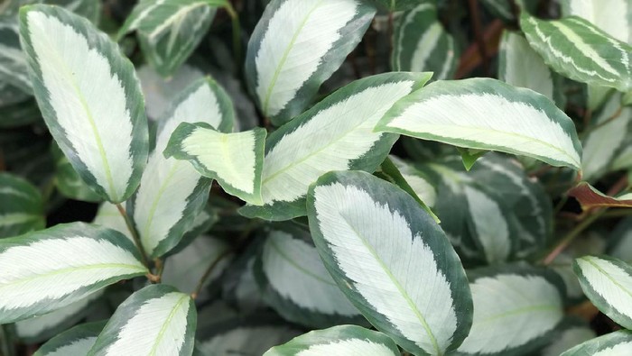 Asian girl Water the plants in house, this image can use for Calathea orbifolia, Water the plants, fertilizer and house plants concept.