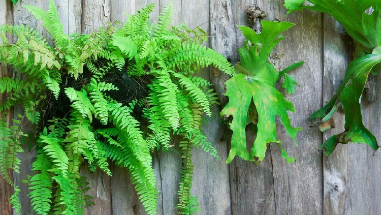 Platycerium superbum on wooden wall, Green staghorn fern species of fern nature at garden