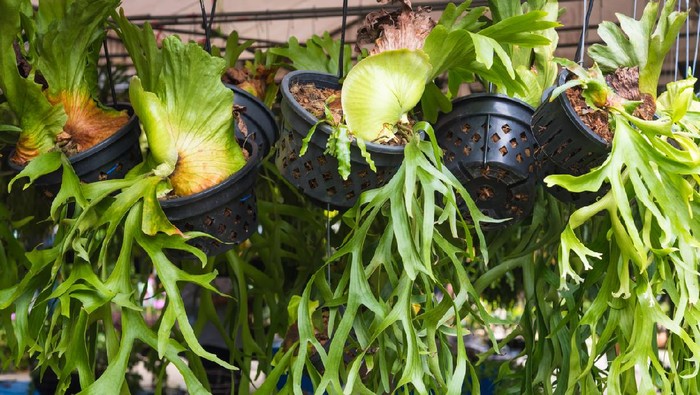 Platycerium superbum on wooden wall, Green staghorn fern species of fern nature at garden