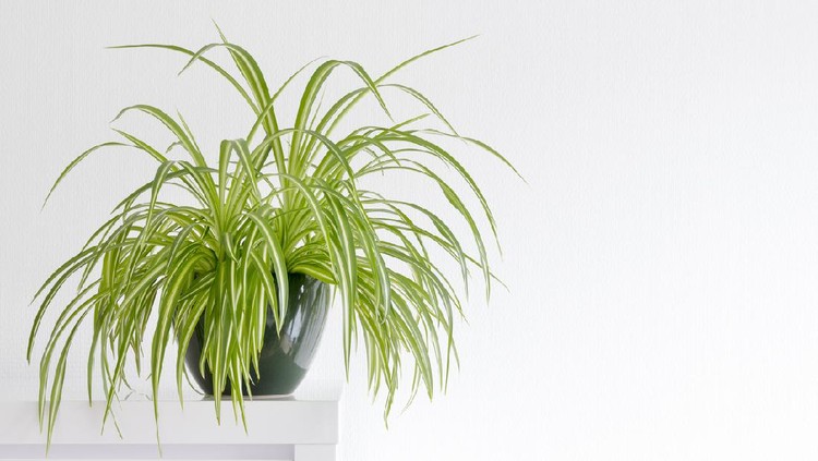 houseplant, Chlorophytum comosum in front of a light wall in a green pot