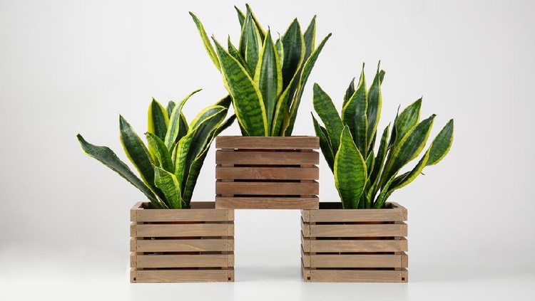 Wooden boxes with sansevieria plants on white background