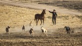 FOTO: Merawat Saluki, Anjing Pemburu dari Suriah Di kawasan Timur Tengah, anjing Saluki telah digunakan untuk berburu selama ribuan tahun.