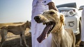 FOTO: Merawat Saluki, Anjing Pemburu dari Suriah Di kawasan Timur Tengah, anjing Saluki telah digunakan untuk berburu selama ribuan tahun.