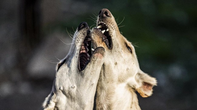 Peneliti menjelaskan studi virus corona baru asal Malaysia yang diperkirakan menular dari anjing ke manusia.