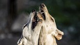 FOTO: Merawat Saluki, Anjing Pemburu dari Suriah Di kawasan Timur Tengah, anjing Saluki telah digunakan untuk berburu selama ribuan tahun.