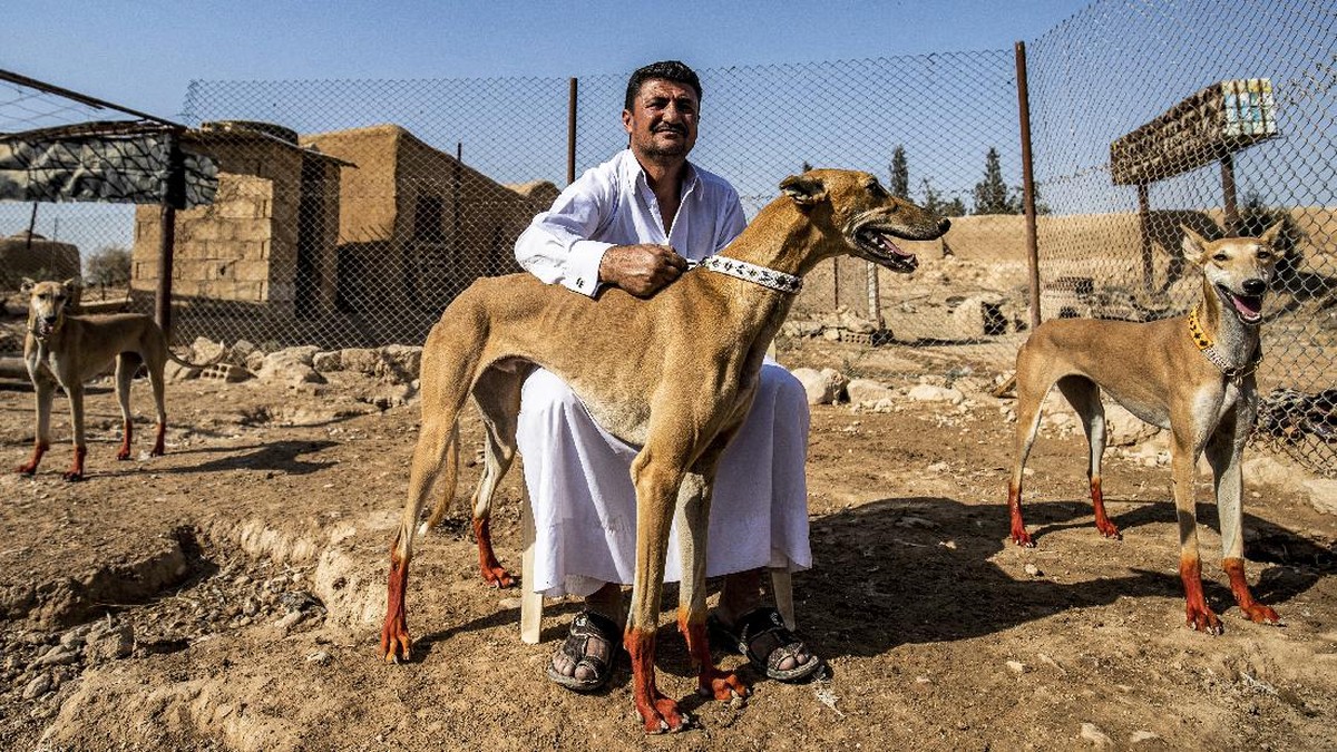 FOTO: Merawat Saluki, Anjing Pemburu dari Suriah