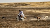 FOTO: Merawat Saluki, Anjing Pemburu dari Suriah Di kawasan Timur Tengah, anjing Saluki telah digunakan untuk berburu selama ribuan tahun.