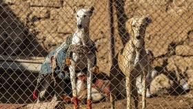 FOTO: Merawat Saluki, Anjing Pemburu dari Suriah