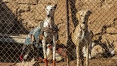 FOTO: Merawat Saluki, Anjing Pemburu dari Suriah Di kawasan Timur Tengah, anjing Saluki telah digunakan untuk berburu selama ribuan tahun.
