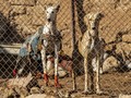 FOTO: Merawat Saluki, Anjing Pemburu dari Suriah