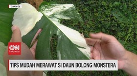 VIDEO: Tips Mudah Merawat di Daun Bolong Monstera