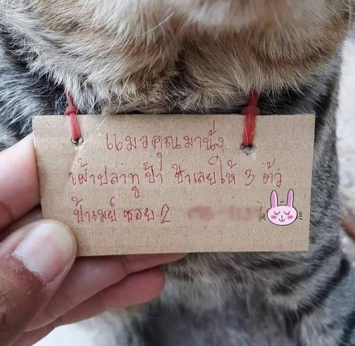 Hilang 3 Hari, Kucing Ini Pulang Bawa Catatan Utang Ikan