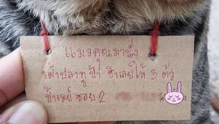 Hilang 3 Hari, Kucing Ini Pulang Bawa Catatan Utang Ikan