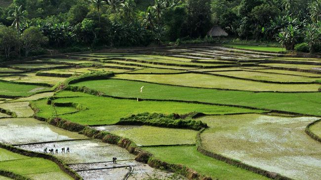 Yang mengatakan kalau yang istimewa di Nusa Tenggara Timur hanyalah Pulau Komodo saja mungkin belum pernah berkunjung ke sawah lingko.