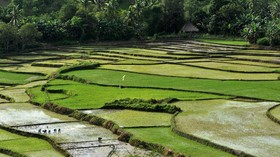 Weekacura, Air Terjun Tengah Sawah di Sumba