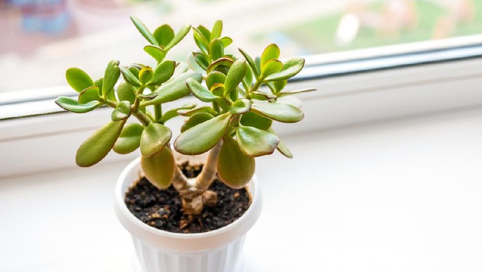 Succulent houseplant Crassula on the windowsill against the background of window. Selective focus