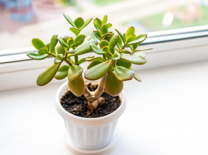 5 Tanaman Hias Mampu Bawa Hoki di 2026