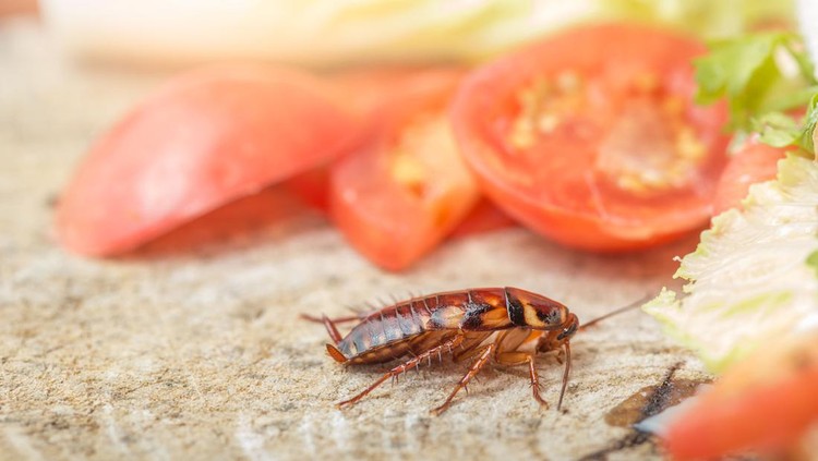 Makanan Dihinggapi Kecoa Apa Masih Aman Dimakan? Makanan Dihinggapi Kecoa Apa Masih Aman Dimakan?