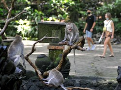 Sebabkan 2 Turis Tewas, Monkey Forest Belum Tahu Kapan Dibuka Lagi
