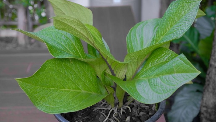 Beautiful Foliage Anthurium Leaves in a Pot
