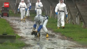 VIDEO: Tularkan covid-19, Denmark Musnahkan 15 Juta Cerpelai